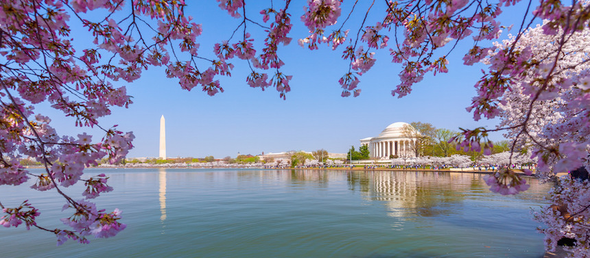 Ce qu'il faut savoir sur les cerisiers en fleurs à Washington, DC